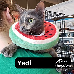 Photo of Yadi
