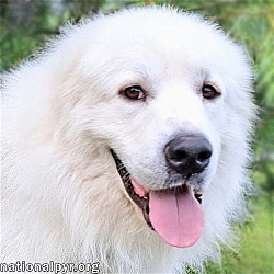 Photo of Wesson in KY - Gives the Pyr Paw to Ask For Pets!