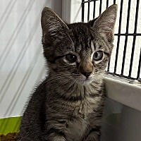 adopt-pet