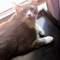 adopt a pet
