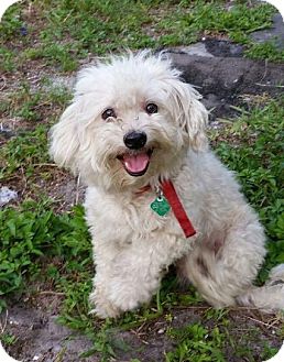 17 Best Images Maltese Puppies For Adoption In Florida : Maltese Rescue Adoptions