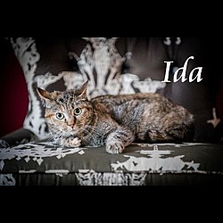 Thumbnail photo of Ida McKinley II #1