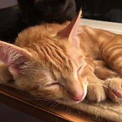 Thumbnail photo of Gingerbread (w/ Snickerdoodle #2