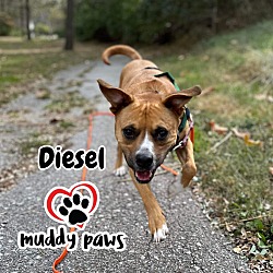 Photo of Diesel