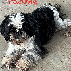 Photo of Padme
