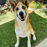 adopt a pet