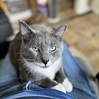 adopt a pet