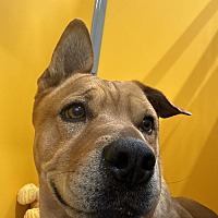 adopt a pet