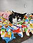 WISTERIA (BONDED WITH LOTUS) - Domestic Shorthair available for adoption