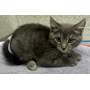 ATLATL - Domestic Shorthair available for adoption