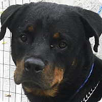 Gulfstream Guardian Angels Rottweiler Rescue Miami In Pembroke Boomer