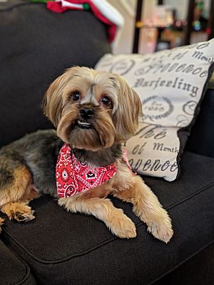 Tiny Yorkie Hank's looking for an owner with a big heart – Orange County  Register