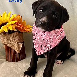 Thumbnail photo of Dolly #1