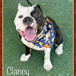 Photo of CLANCY