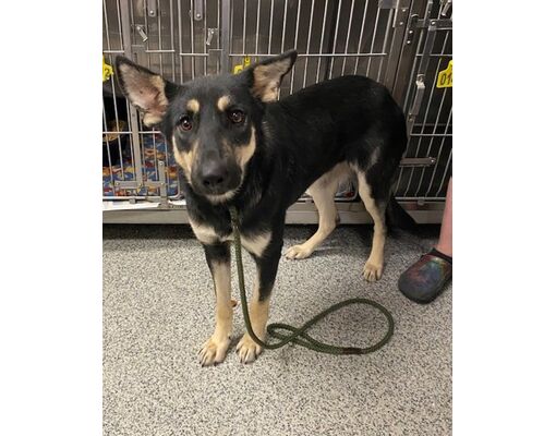 New Bern, NC - German Shepherd Dog/Mixed Breed (Medium). Meet Breanna a ...