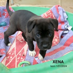 Thumbnail photo of Xena #2