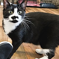 adopt a pet