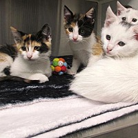 adopt a pet