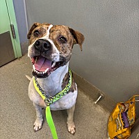 adopt a pet