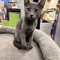 adopt a pet