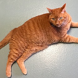 Thumbnail photo of Garfield #3
