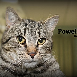 Thumbnail photo of Powell #2