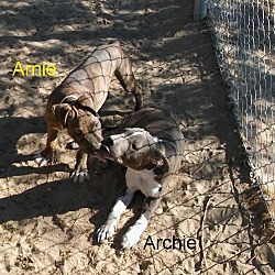Thumbnail photo of Archie&Arnie #1