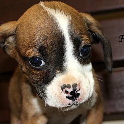 Thumbnail photo of Peanut~adopted! #2