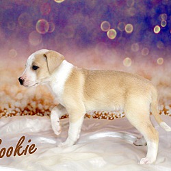 Thumbnail photo of Sookie~adopted! #3