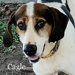 Thumbnail photo of Cagle #3