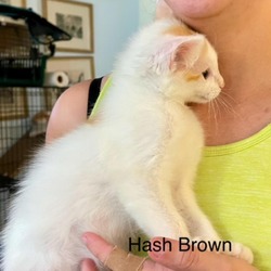 Thumbnail photo of Hashbrown #3