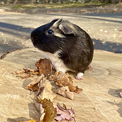 bonded pet photo