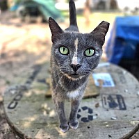 adopt a pet