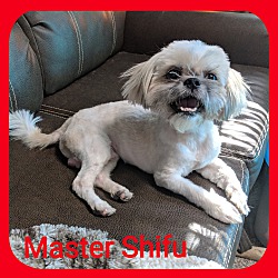 Photo of Master Shifu