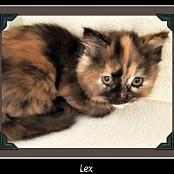 Photo of Lex