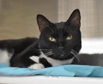 Adopt A Pet Petsmart Charities