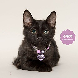 Thumbnail photo of GENYA #2