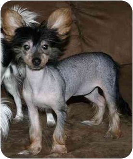 chinese crested husky mix