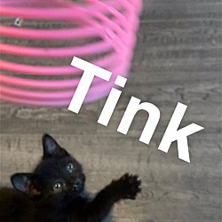 Thumbnail photo of Tink #2