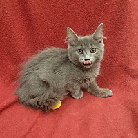 adopt a pet