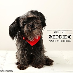Thumbnail photo of Eddie-pending adoption #2
