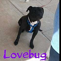 Thumbnail photo of LoveBug #1