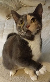Adopt A Pet Petsmart Charities
