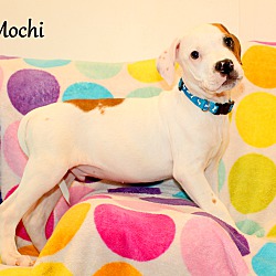 Thumbnail photo of Mochi ~ meet me! #3