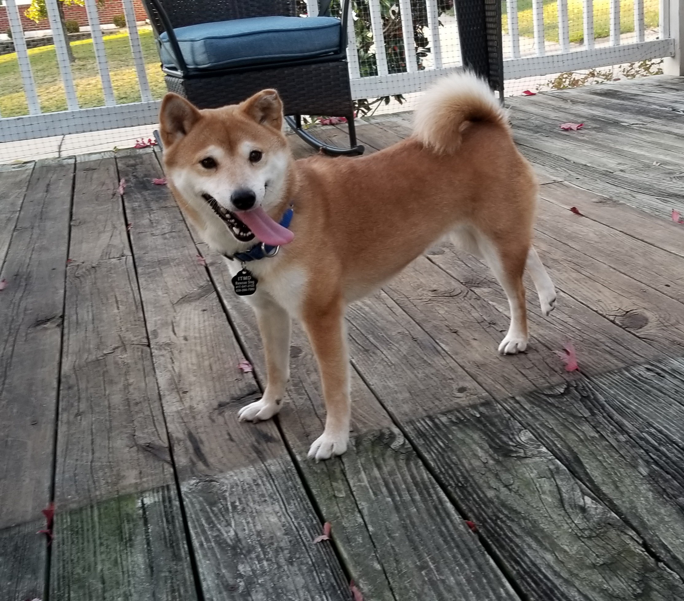 St Louis Mo Shiba Inu Meet Eleanor A Pet For Adoption