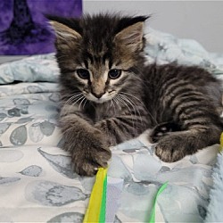 Thumbnail photo of Oscar - CAT (12wo, 3lbs) #1
