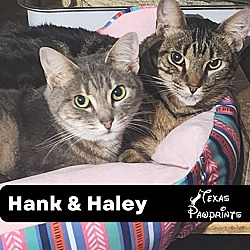 Photo of Bonded Pair Hank & Haley