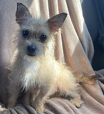 Cairn chihuahua sale mix