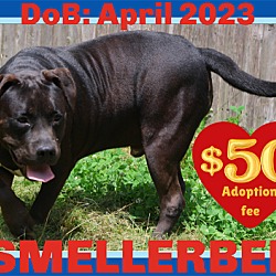 Photo of SMELLERBEE - $50