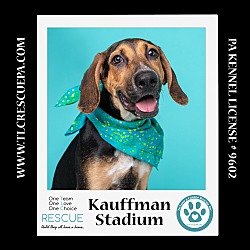 Photo of Kauffman Stadium (Ballpark Pups) 050424